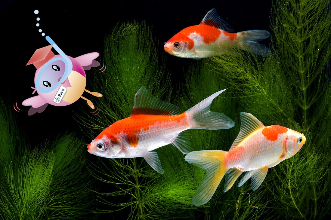 金魚写真