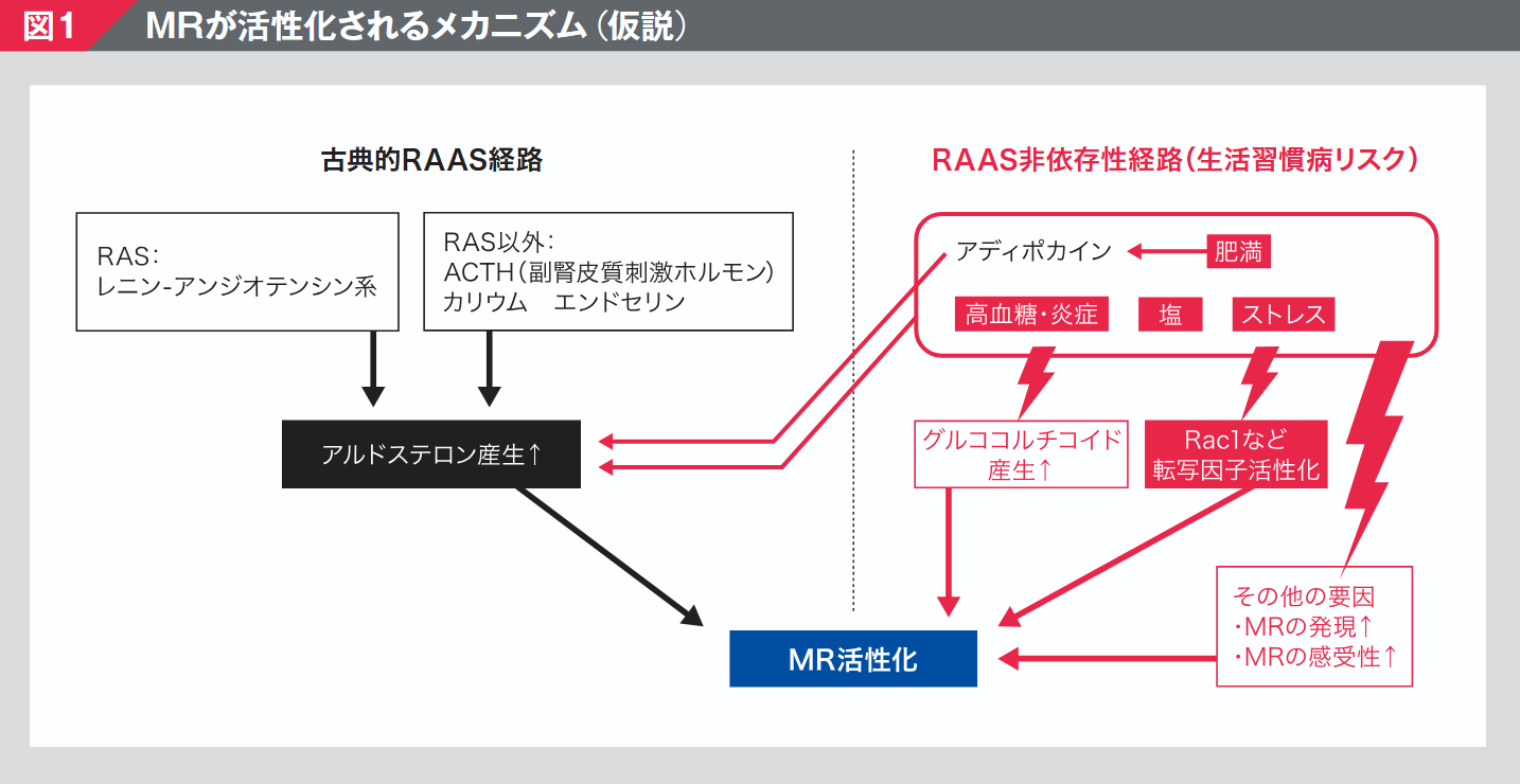 MRが活性化されるメカニズム(仮説)